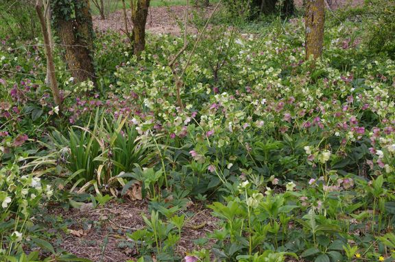 Helleborus orientalis