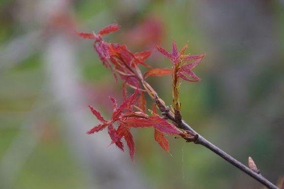 Q. cupreata