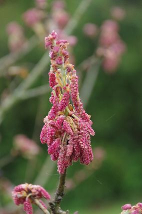 Q. hypoxantha