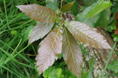 Q. rysophylla