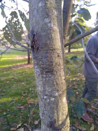 Q. calophylla bark 07-0192