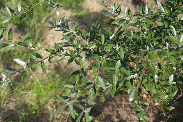 Q. durifolia 3 resize