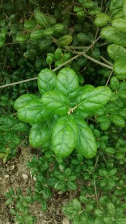 Quercus agrifolia 20190520