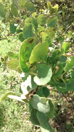Quercus arizonica 20190520