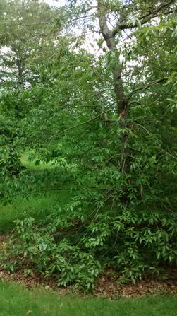 Quercus canbyi 20190520 (2)
