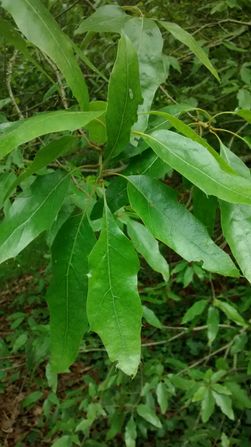 Quercus canbyi 20190520