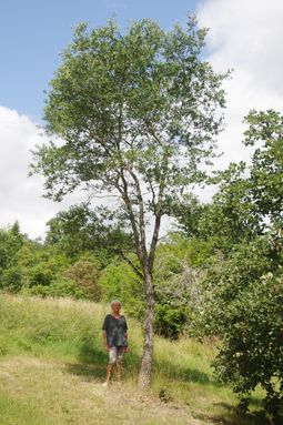 Quercus engelmannii (5.4m)