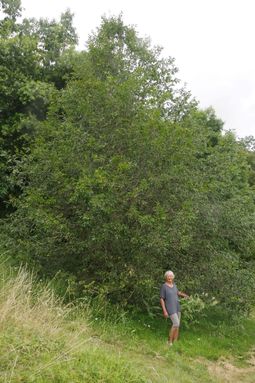 Quercus floribunda (7.8m)
