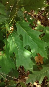 Quercus graciliformis