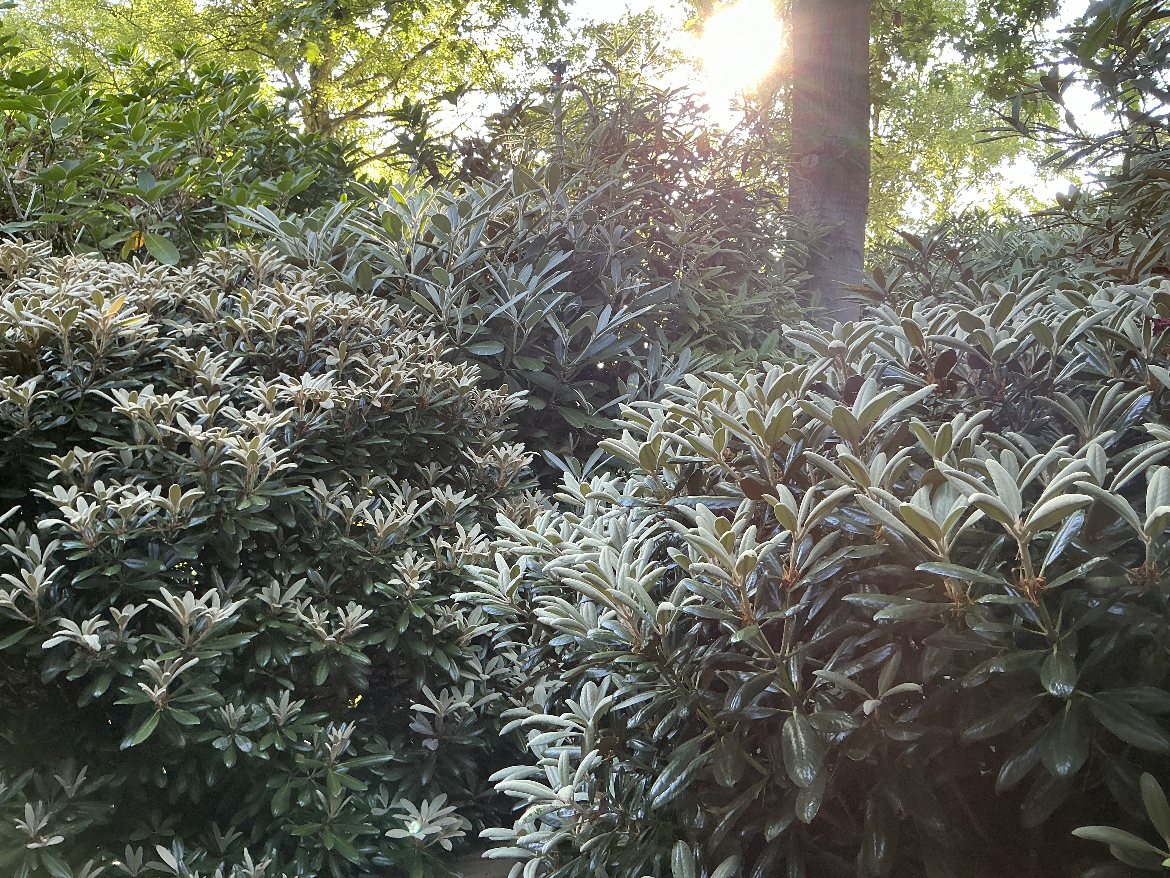 R. yakushiamanum in the garden.