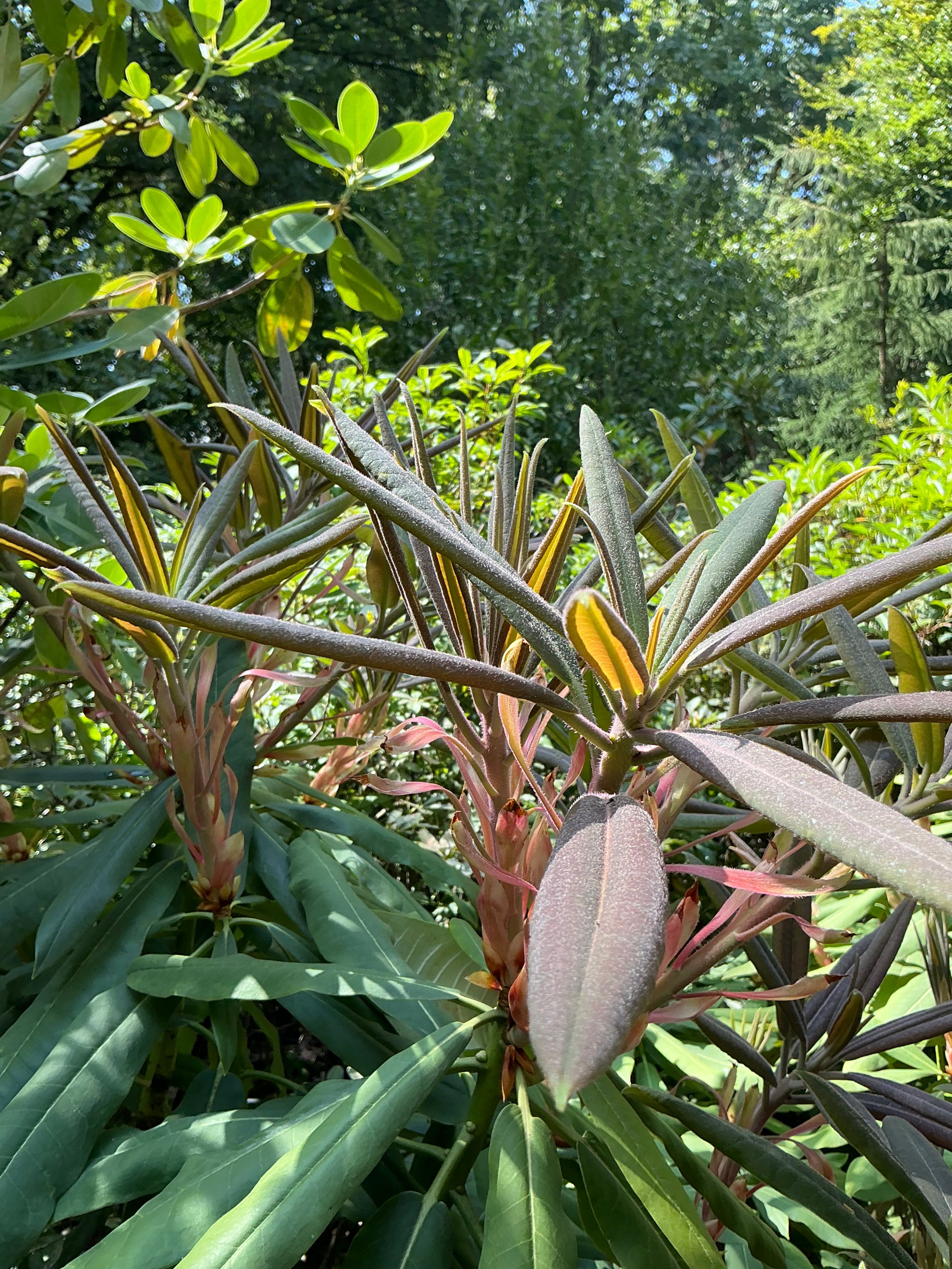 sansevieria solid gold Snake Plant Sansevieria Gold Flame - Air-purifying, Easy to Care Plant