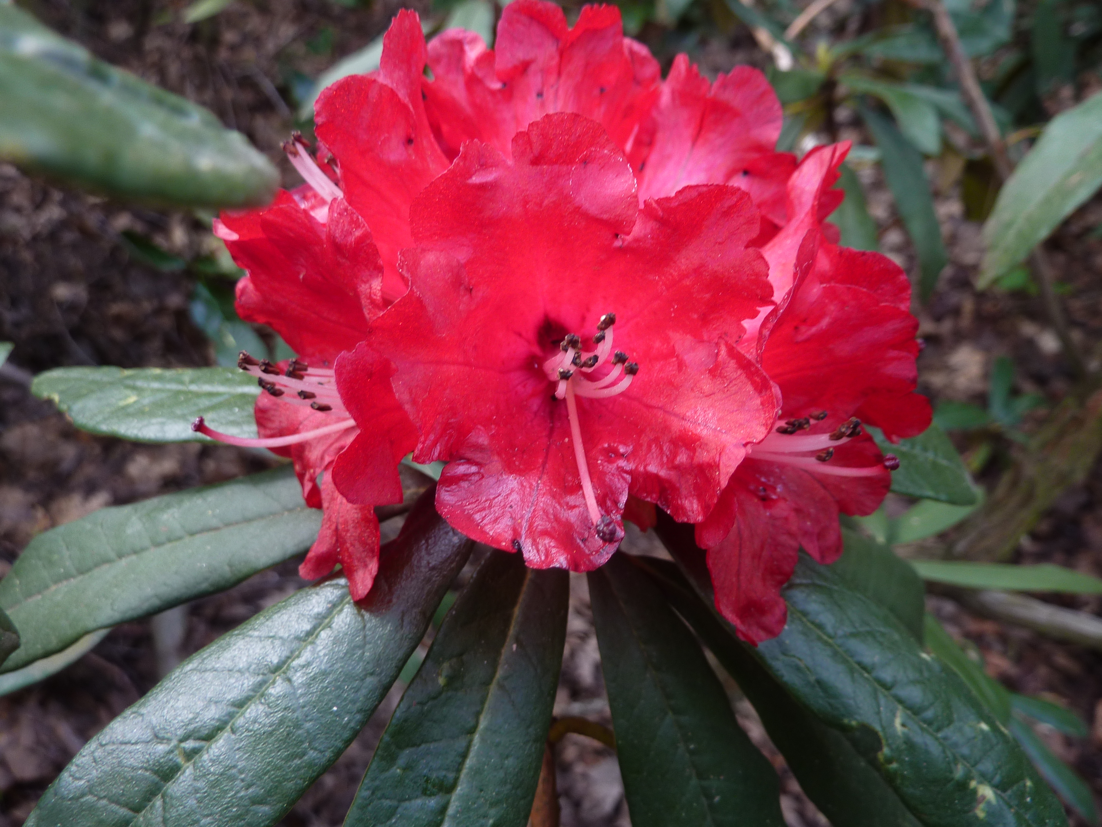 R. arboreum ssp.arboreum 