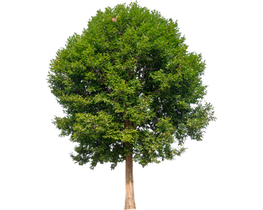 Ein strahlend schöner Baum in der Landschaft
