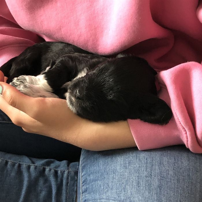 Bright i sover søtt Katrinas armer