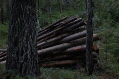 IMG_6399-1