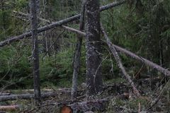 IMG_6409