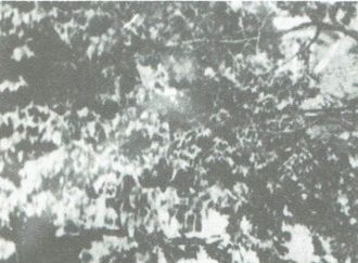 1865. Dr. Wright Allen (1804-1887) Pictured  with his family outside Moira House