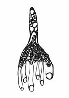 Diatomeen_13_600_grau_webQ15