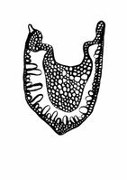 Diatomeen_21_600_grau_webQ15