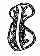 Diatomeen_23_600_grau_webQ15