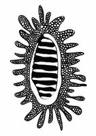 Diatomeen_28_600_grau_webQ15