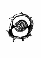 Diatomeen_30_600_grau_webQ15