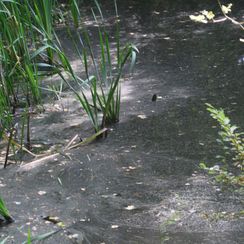 brackwasser02