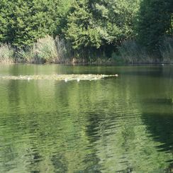 grobe_Oberohe_03