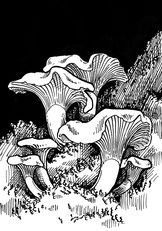 chantarelle_1200dpi