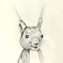 Ekorren närbild