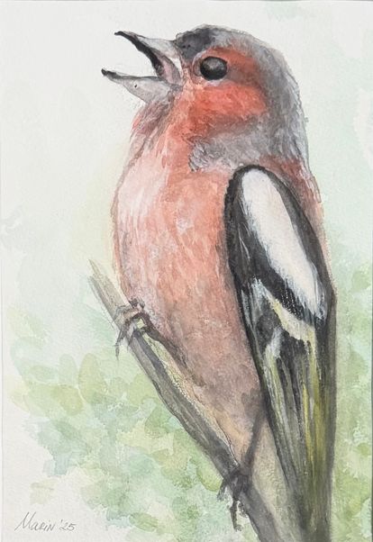 Bird