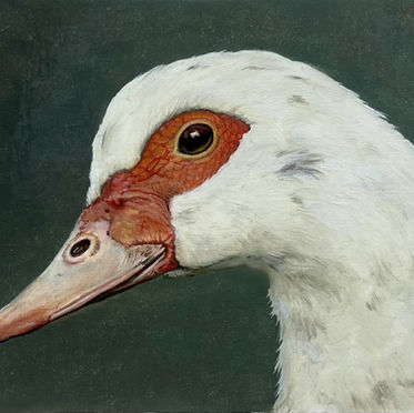 © François Costrel de Corainville