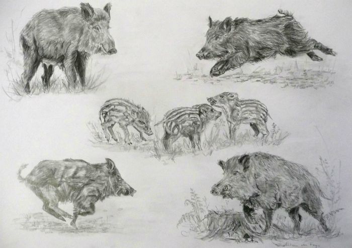 Etude de sanglier © Kathleen de Fays. Dessin au crayon. Lithographie en 150 exemplaires signées sur papier Steinbach 27 X 36 cm. 20€/pc