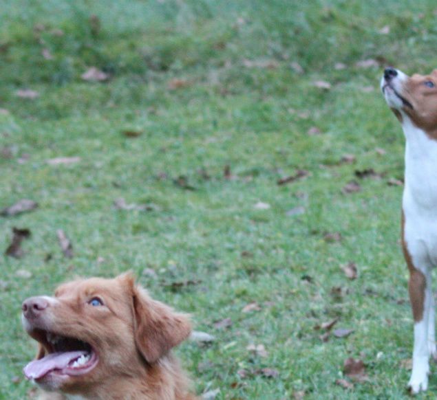 Besøk hos Gipsy på Vinterbro. Cane, Gipsy og Athene lekte og hadde det morro i den store hagen til Arne og Vigdis