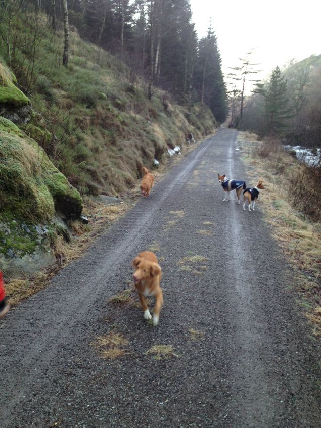 Cane, Roxy, Amira og Athene koser seg sammen. Vi har flotte turmuligheter her i Sokndal