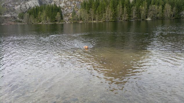 I dag har vi benyttet det fine været med en tur i Blåfjell slik at jentene fikk bade. De ville rett og slett ikke opp av vannet. Vi har hatt en travel periode med lite tur og jobbing for jentene. De satte derfor stor pris på en tur i heia. Her apporterer Athene en pinne langt ute på vannet. Amira var også med, men jeg fikk ingen gode bilder av henne.