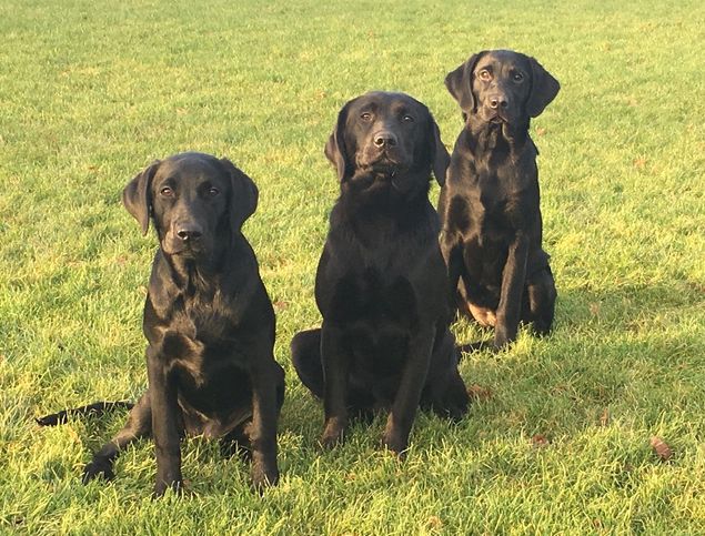 Tøserne luftes. Fra venstre.
Beechbrook Abbey brewer - 5 mdr.
Seahill Highwind Purdeys Bizy - 8 mdr.
Neatmoor Bright Hope - 4,5 mdr.

De har alle en dejlig ro, men er ellers helt forskellige.
