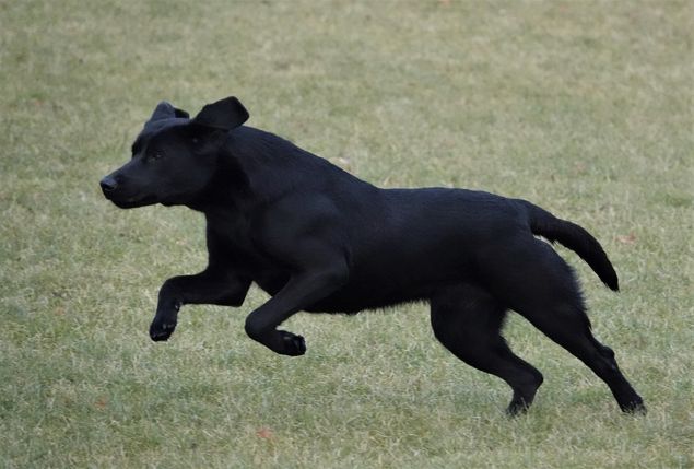 Seahill High Wind Purdey's Bizy bestod i dag brugsprøven på Lykkesholm med max point.