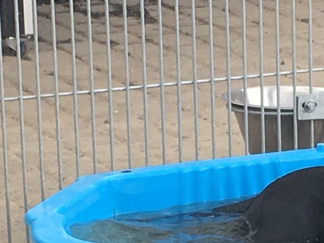 Seahill High Wind Purdey’s Bizy slapper af i sin udendørs pool. Alle 3 tøser er tilmeldt C-prøve på lørdag i Fjellerup. Det bliver spændende at se hvordan de reagerer i en prøve situation med mange fremmede hunde og mennesker. 