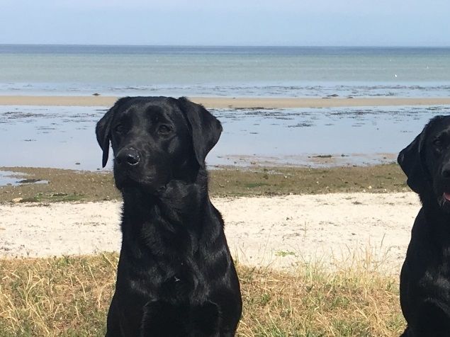 Tøserne deltog i Region Østjyllands C-prøve i Fjellerup
Fra venstre: Beechbrook Abbey Brewing, Neatmoors Bright Hope, Seahill High Wind Purdey's Bizy.
Alle 3 tøser gjorde det rigtigt fint og jeg er godt tilfreds med hvad jeg så. De har alle en fantastisk ro og går fri ved fod som en drøm. De er meget arbejdsomme og vil rigtig gerne. De er endnu ikke ret gamle +10,5 måned så der er naturligvis noget der skal pudses af og noget som naturligt forsvinder med deres modning.
 
Beech Brook Abbey Brewing:   1 Præmie
Dommerens helhedsindtryk:
Fin fart og stil. Ung hund der arbejder og har fint samarbejde med fører.

Seahill High Wind Purdey's Bizy:   2 Præmie.
Bizy blev trukket for i første markering at gå på dommerens 
