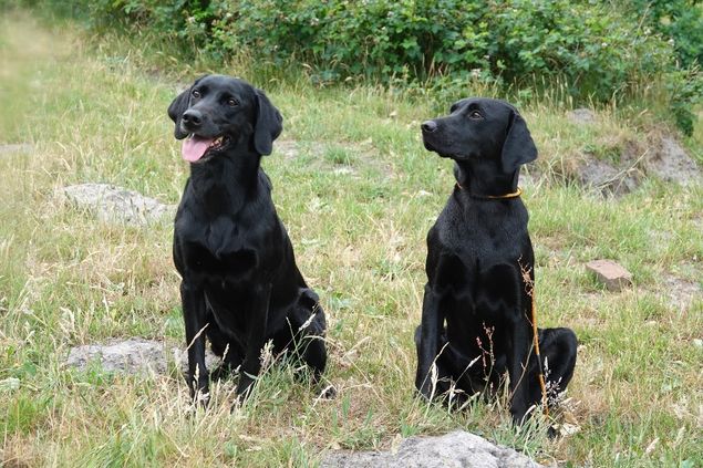 Vi fulgte Trine og Neat under Retrievermesterskabet. De gjorde det rigtigt godt og lå fint til indtil post 2 i semifinalen hvor en lang markering ud i siv ikke lykkedes. Hope sidder her og beunderer sine dygtige mor.:-) 
Der er mange ligheder.