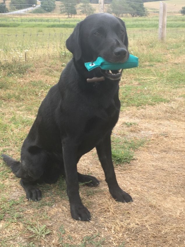 Ravensbank Duff stillede i dag  op i vinderklasse på WT arrangeret af Raceledelsen for Labrador. Det var en godt tilrettelagt prøve der satte både hundens og førers observations og dirigerings kompetence på prøve. Der er et stort spring fra åben klasse til vinderklasse , og endelig slap vi for det kedelige 0, og bestod vinderklassen. Næste delmål er så at komme mellem de vinderplacerede. Det svage punkt er stadig linier over skiftene terræn og dirigering på skrå over vandløb eller søer. Duff har en mening om hvordan man lettest krydser et vandløb så det arbejder vi  med.