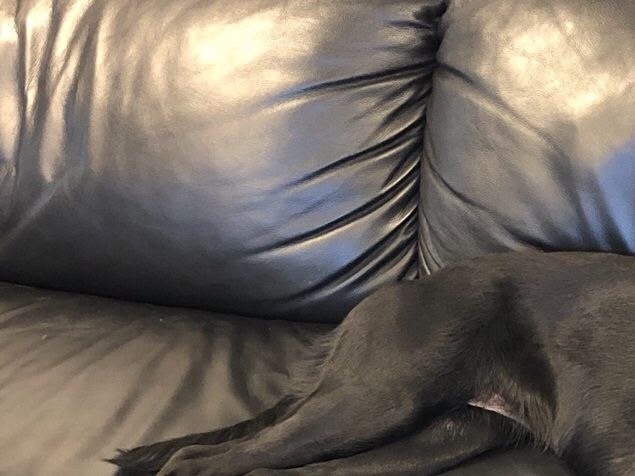 Abbey er mester i afslapning. Her efter endt træning hvor alle tøserne blev trænet i linier, markering, og søg. Hun er en rigtig tænd og sluk hund.