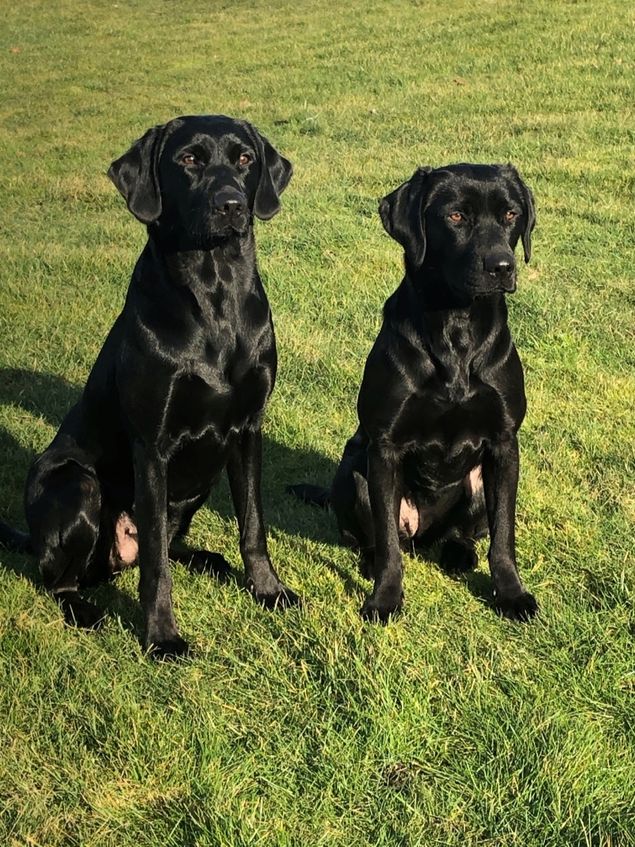 Bizy og Hope var meldt til i Åben Klasse for første gang. Abbey var desværre i løbetid.
 Bizy skulle op først og det skulle vise sig at det hurtigt udviklede sig til at blive en træningsdag med hende :-) Det var en rigtig fin og spændende prøve men jeg vurderer den lange dirigering til at være i den svære ende i åben klasse uden at det skal være en undskyldning.  
Prøven startede med en dirigering til kanin. Først gennem et stykke granskov, så over et spor , og igen gennem et stykke granskov hvor der på sporet efterfølgende lå en kanin. Hun kunne ikke løsrive sig fra skytten som stod placeret frem til højre for hunden og hun var ikke lydhør/diriger bar. Jeg valgte derefter at gå ud med hende til det første spor og sende hende derfra hvorefter det lykkedes. Derefter var der en dobbelt markering på linje som blev løst rigtigt fint.  Hun var lynene hurtig og tændt. Flytning mellem poster foregik fri ved fod som hun gjorde fint. Så kom vi til en lang dirigering skråt over et åbent område hvor der i kanten lå en due. Afstanden vil jeg vurdere til at være 80 meter. Jeg prøvede at sende hende selv om jeg godt vidste at det nok ikke ville lykkedes. Der gik en skytte 30 grader et stykke ude i terrænet og hun var var helt fokuseret på ham. Derefter valgte jeg at stoppe hende. Da makkerhunden blev sendt på dirigeringen knaldede hun. Så kom der et søg med makker hund. Jeg var lidt spændt på denne disciplin da hun ikke havde prøvet det før. Her sprang sikringen og der gik ben i det, da hun så at makkerhunden havde apporteret vildt trak hun efter den og jeg kaldte hende ind.  Så fortsatte vi et stykke frem til en enkelt markering som faldt på et højdedrag. Den nappede hun spot on. Det blev til en 3 præmie. 
Det ro under afprøvning når det knalder og dirigeringslydighed med stop der skal trænes.

Hope klarede opgaverne over forventning. Det viste sig at hun både i ventetiden før og under prøven var helt rolig og super fokuseret og hurtig når hun blev sendt. Den første dirigering på kanin klarede hun helt perfekt. Hun tog ingen notits af skytten og løb den lige linje lige ud til kaninen og kom fint hjem og afleverede. Perfekt. Dobbelt markeringen på linje blev løst rigtigt fint. Det var sjovt at se da hun løb ud efter den første markering og passerede færten. Hun var lynene hurtig derude og huggede bremsen i så hun rullede flere gange, hvorefter hun kastede sig over duen og kom med den. :-) Flytning mellem poster foregik fri ved fod som hun gjorde perfekt. Så kom vi til den lange dirigering skråt over et åbent område hvor der i kanten lå en due. Jeg fik hende derud og hun var både foran og bagved duen uden at få fært og begyndte til sidst at løbe hjem. Jeg valgte ikke at sende hende igen. Derefter kom søget med makker hund. Jeg var spændt på denne disciplin da hun heller ikke havde prøvet det før, men det gik perfekt. Ingen problemer med makkerhund og meget effektiv og kom over hele området.  Så forstsatte vi et stykke frem til en enkelt markeringen som faldt på et højdedrag. Den nappede hun spot on. Det blev til en anden præmie men jeg er rigtig godt tilfreds med det jeg så.
Der skal trænes stop og dirigeringslydighed.
En god dag med dejligt vejr og 13876 skridt i loggen.