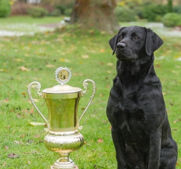 Beechbrook Abbey Brewing vil omkring 1 sep. blive parret med DKFTCrjk MPMrjk15 Labdom Pochard (Poacher). Se  hvalpenes stamtavle herunder.
Poacher er en rigtig dejlig hund, der udover overbevisende brugsegenskaber også er en flot hund. 
Højdepunkter:
RJK Vinder klasse markprøve - 1. vinder
Vinder af RJK's mesterskab 2015
Mest vindende markprøvehund RJK 2015
Dansk Field Trial Champion RJK.
Udover at han har bevist sine kvalifikationer på markprøver, har han også bevist at han er i stand til at overføre sine gode gener til sine hvalpe på flere forskellige tæver. Det er noget vi har lagt meget vægt på. Både 1. Vinder og 2. Vinder på RJK's mesterskab 2018 var hvalpe efter Poacher på forskellige tæver.
Poacher's sundhed er helt i Top, og da Abbey's også er tilsvarende god vil hvalpene bliver 