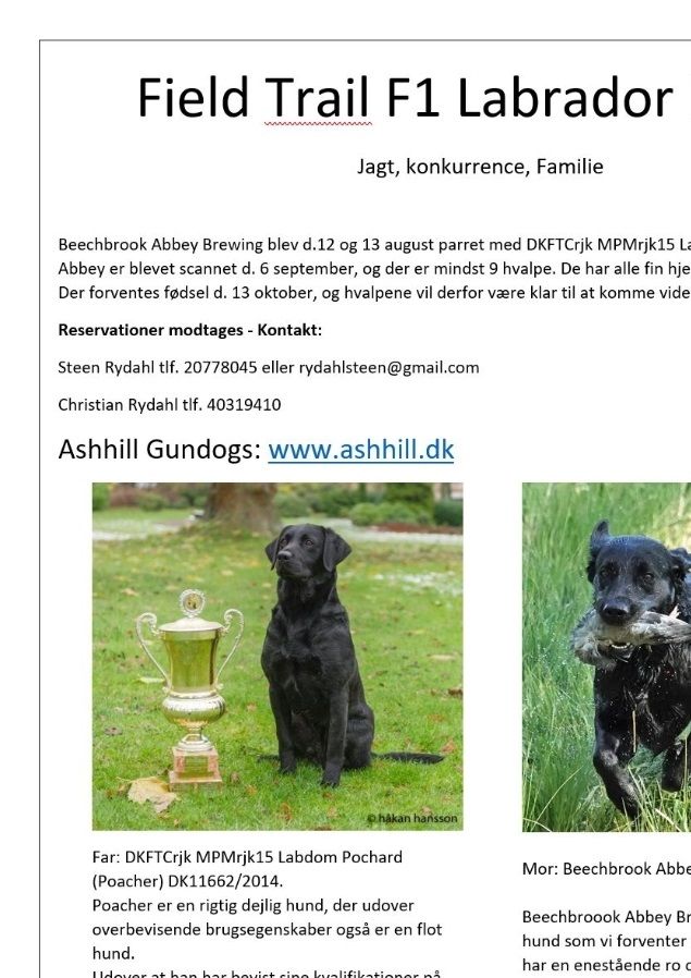 Beechbrook Abbey Brewing er scannet positiv for hvalpe. Vi glæder os til dette spændende kuld som vi forventer os meget af. Vi beholder selv to hvalpe.
