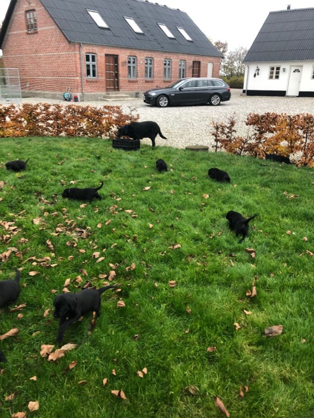 Hvalpene kommer nu ud efter at de har spist og de besørger med det samme de kommer ud. De vil derfor være renlige og vænnet til at gå ud når de flytter hjemmefra.