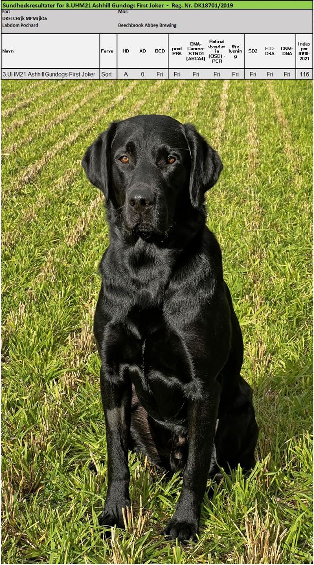 Ashhill Gundogs First Joker - Sundhedsdata.
Joker er kernesund og fri på alle parametre. Han har en sjælden ro samtidig med at han er lyn-hurtig. Se evt mere på Jokers side.