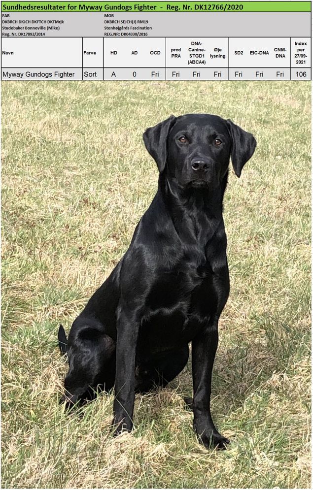 Myways Gundog Fighter - Sundhedsdata.
Fighter er en super lækker og ualmindelig flot hund hvor sundheden er helt i top. Han er fri på alle parametre. 
Han har er meget stort potentiale og vil blive ført frem på prøver i foråret 2022.
