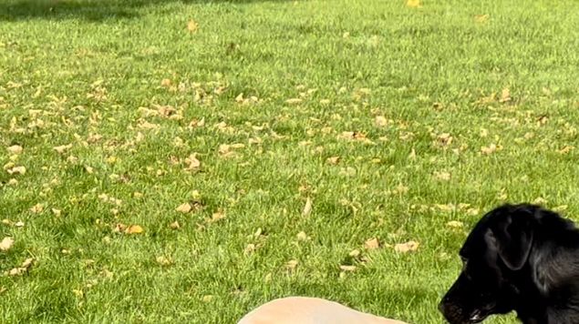 Joker fik idag damebesøg fra Sverige. En rigtig fin tæve. Det var første gang for begge hunde så det var spændende om de kunne finde ud af det. Efter flere forsøg på plænen, i Hundegård en pause og tilbage på plænen lykkedes det. Jeg fandt ud af at jeg ikke skulle gå tæt på Joker da han jo er vandt til at jeg ikke vil have at han snuser til tæver. Billedet viser tydeligt at hun var meget spændende 😂